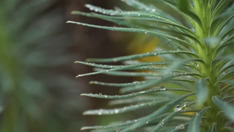 close-up of leaf water droplets knocked by hand