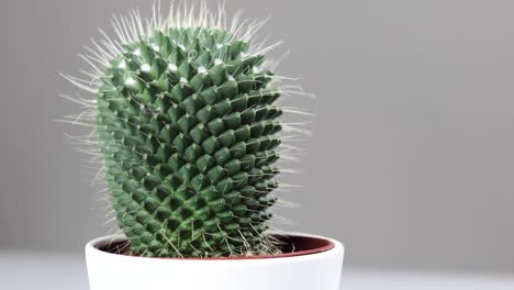 a large fat cactus in a white plant pot, on a white background