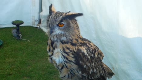 owl on perch at wildlife event display