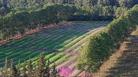 aerial view of a farm field