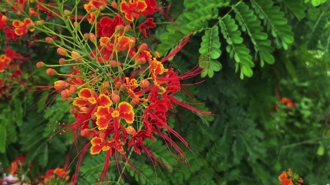 Fiori di pavone colorati e boccioli delicati ondeggiano dolcemente contro un lussureggiante fogliame verde creando una vivida scena di giardino tropicale