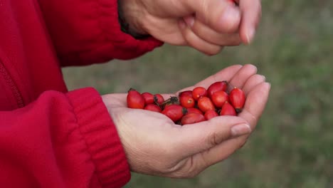 Woman-hands-full-of-wild-rose-hip