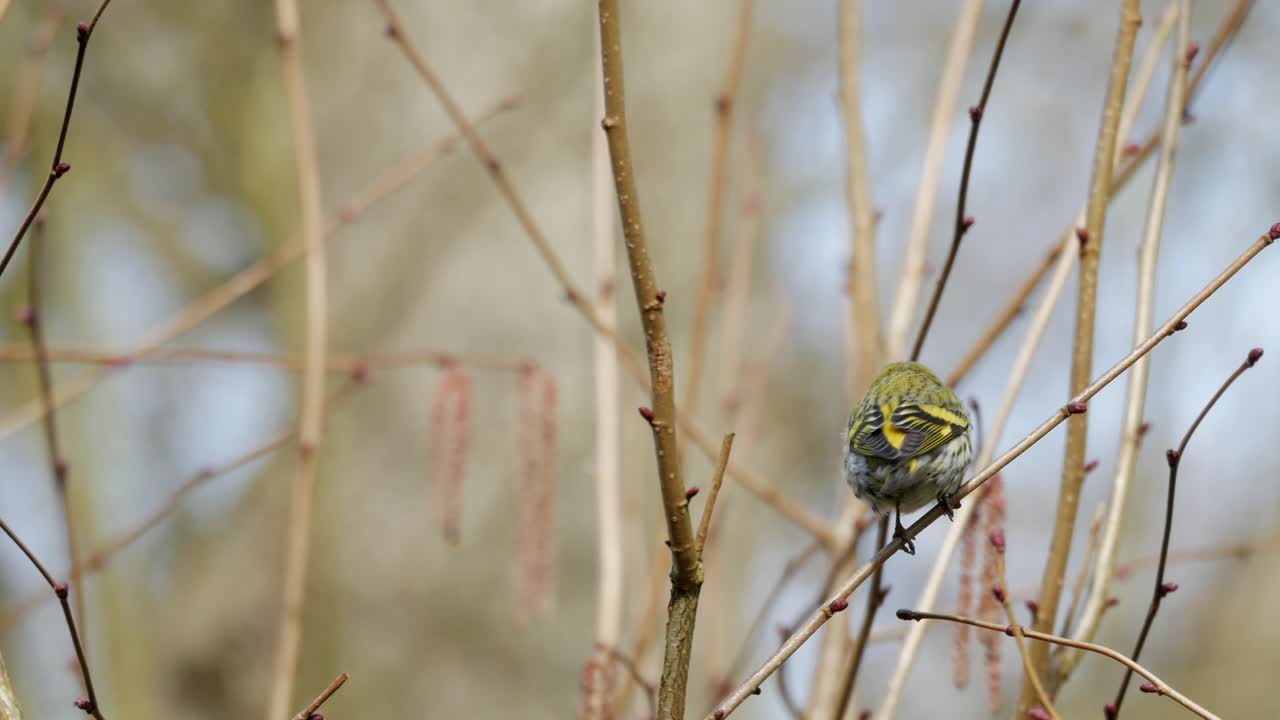 el pájaro siskin eurasiático se posa en una rama y vuela lejos, un soleado día de primavera.