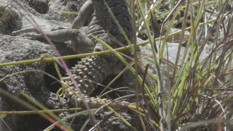 spiny-tailed-lizard-on-rocky-ground-in-Madagascar,-half-hidden-by-some-blades-of-grass-watching-surroundings,-close-up-shot-showing-impressing-tail