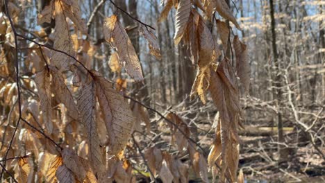 Fall-dead-leaves-on-tree-in-the-middle-of-a-forest-in-autumn-fall-or-spring-moving-to-slight-breeze-and-wind-mid-day