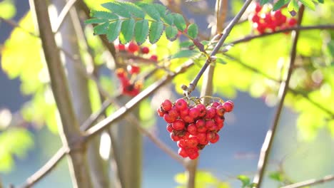 sun-kissed morning footage reveals ripe rowan berries, an elegant tree with a mystical history, warding off witches, foreseeing the future, and delighting wildlife in woods and towns