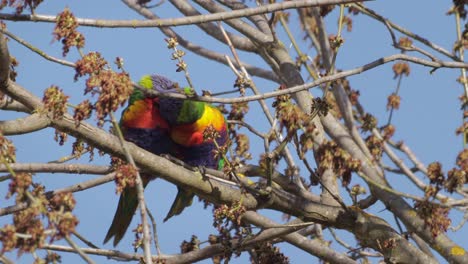 tęczowe lorikeety siedzące na gałęzi drzewa