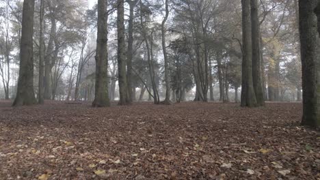 high fps, push in shot in a forest of tall tress with brown leaves in the ground taken during autumn with fog
