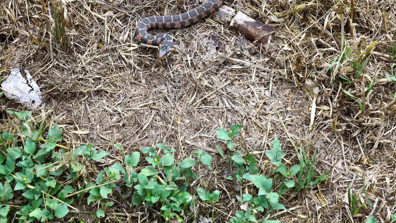 This is a video of a Blotched Watersnake Nerodia erythrogaster transversa crawling in grass