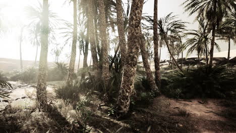 the palms oasis trail is one of many popular hikes in national park