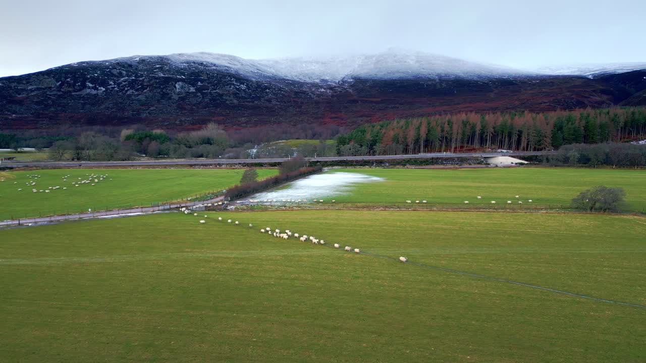 초록색 목초지 에서  ⁇ 고 있는 양  ⁇  의 공중 촬영