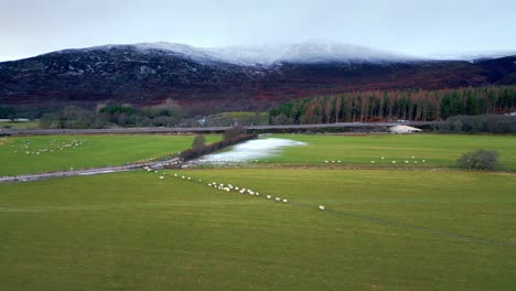 aerial footage of herd of sheep walking on green pasture