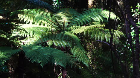 sun shining on green fern plant and light breeze in new zealand's rainforest