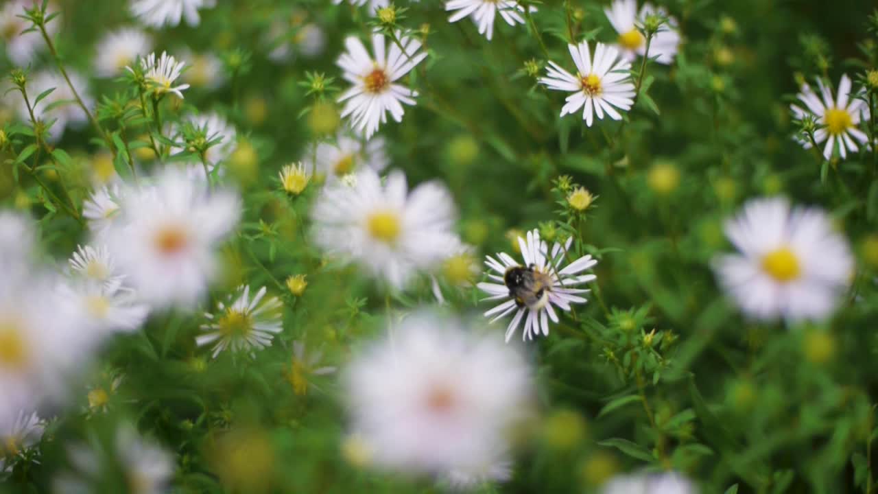 풀 의  꽃 에 있는 벌 들