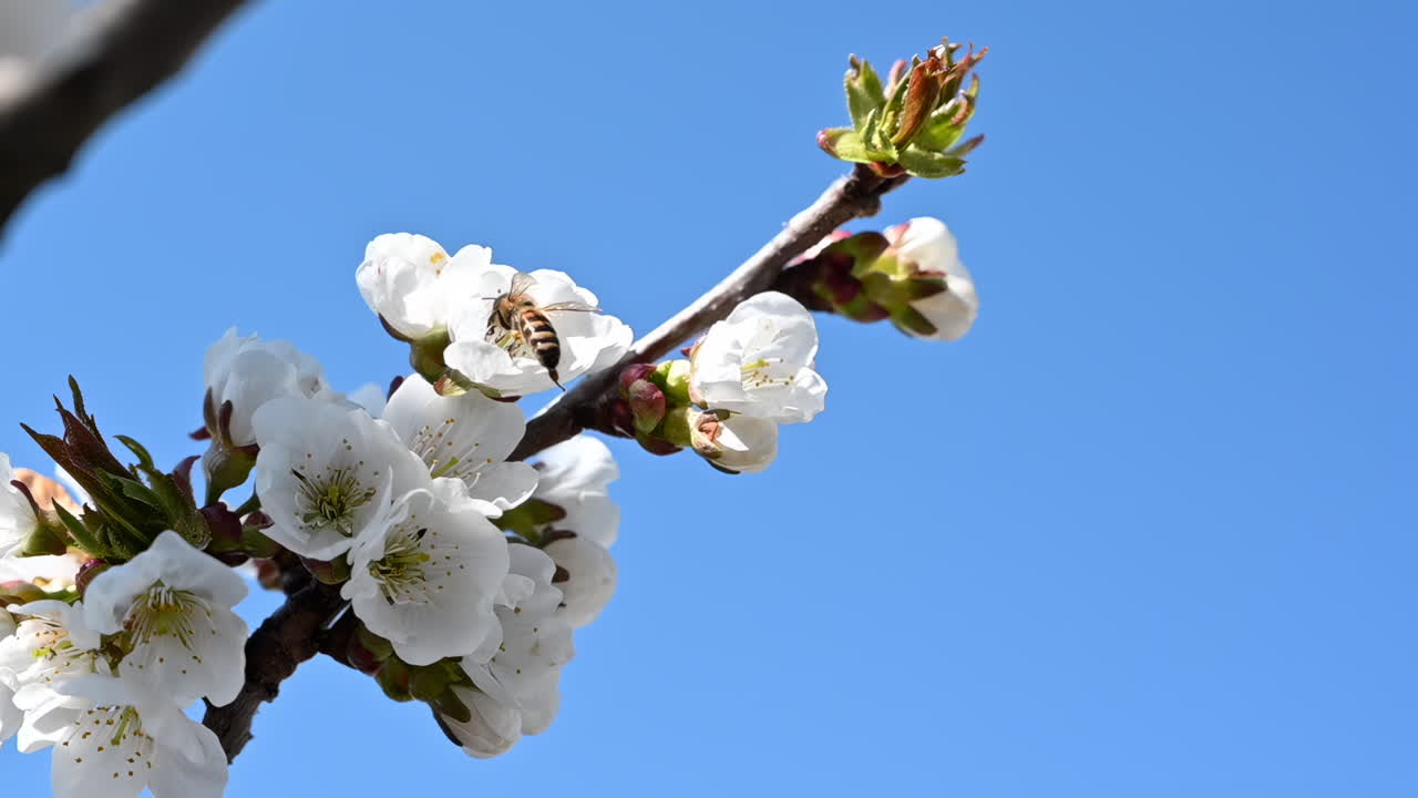 Close up of a bee approaching cherry blossoms against blue sky