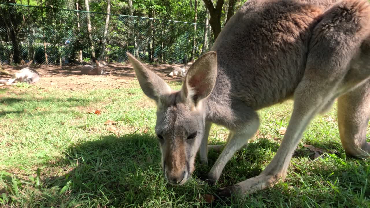 canguro comiendo hierba y mirando a su alrededor