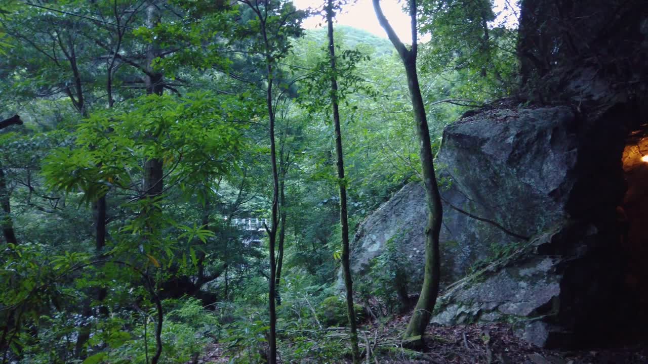 bosque de yakushima y ruta de senderismo a través del antiguo ferrocarril y la cueva, japón