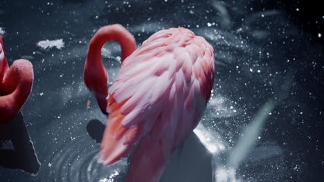 flamencos caribeños acicalándose mientras están de pie en el agua del estanque de basura en el zoológico granby en quebec, canadá - primer plano, tiro de ángulo alto