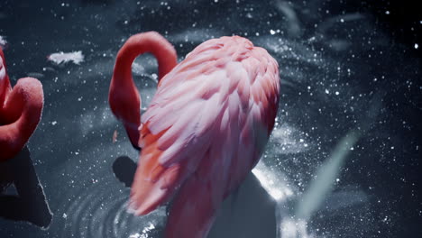 caribbean flamingos preening themselves while standing in the rubbish pond water at the granby zoo in quebec, canada - close up, high angle shot