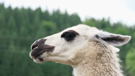 Llama Portrait