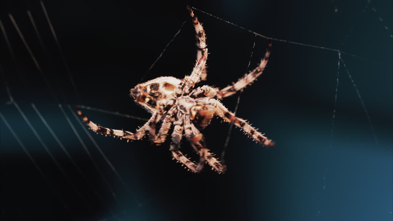 Close up of a spider sitting in its web, showing intricate details of its body and fine silk threads