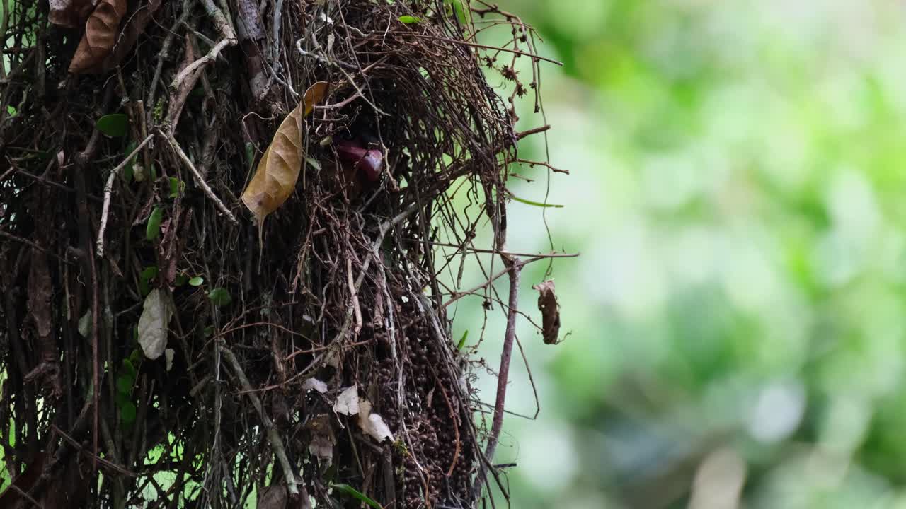 Zooming out revealing this bird with its head at the mouth of its nest looking around, Dusky Broadbill Corydon sumatranus, Thailand