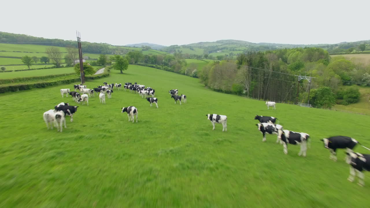 быстрый пролет коров, пасущихся на пастбище перед доением