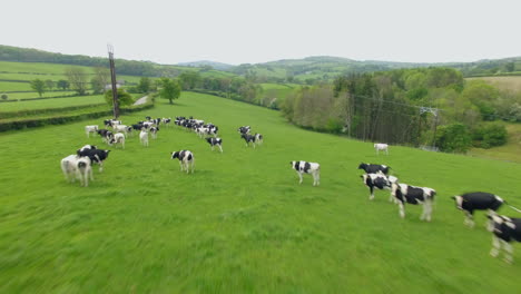 fast flyover of cows grazing pasture before milking