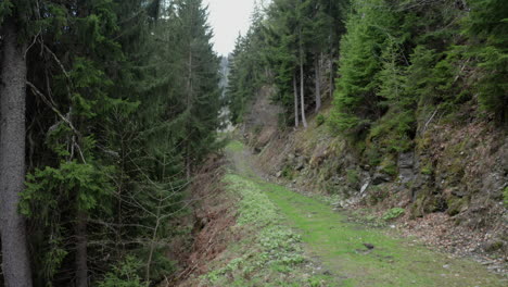 a moving shot along a path surrounded by pine trees, camera moving forward