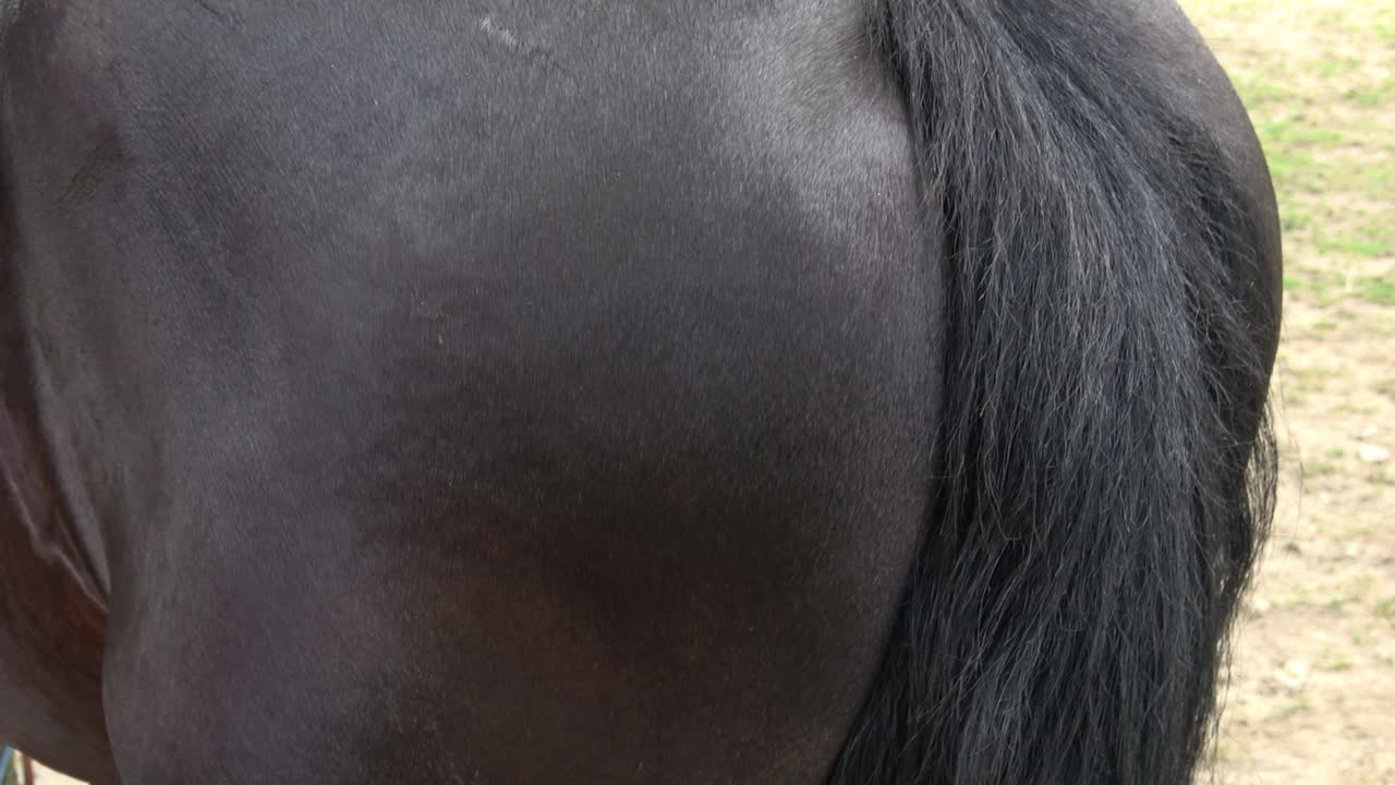 el cuidado de la salud del caballo, el aseo del cabalo, el cepillado del caballo. la mujer jinete limpia de la suciedad con el cepillo del caballo frisón.