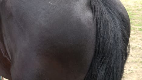 equine health-care, horse grooming, brushing the horse. woman horseman cleans from dirt with brush friesian horse.