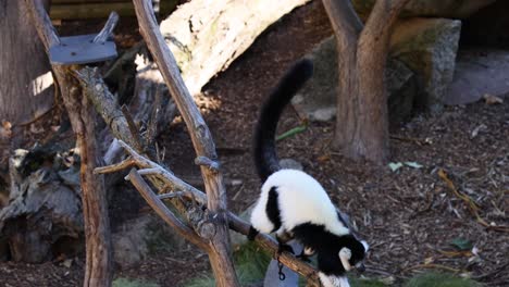 lemur navigating branches in a zoo enclosure