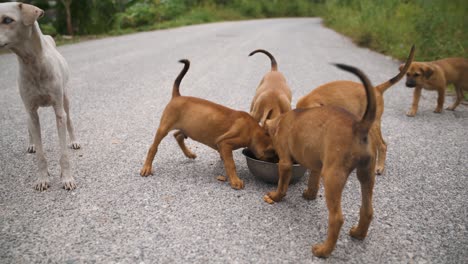 homeless puppies eating from one bowl in asia