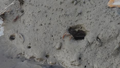 Gehörnte-Geisterkrabbe-Am-Strand,-Die-Aus-Einem-Sandloch-Kommt-–-Makroaufnahme