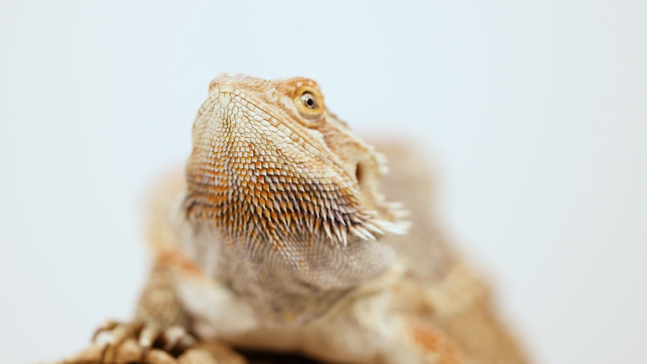 A bearded dragon lizard remains still, occasionally shifting its gaze. Soft lighting highlights its textured scales
