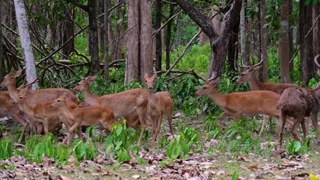 Der-Eldhirsch-Ist-Aufgrund-Von-Lebensraumverlust-Und-Jagd-Eine-Vom-Aussterben-Bedrohte-Art