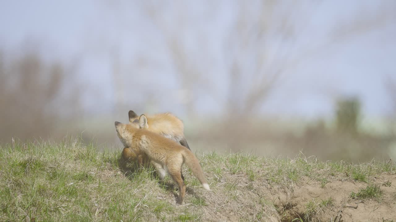 A red fox watches over its playful kit in a spring meadow