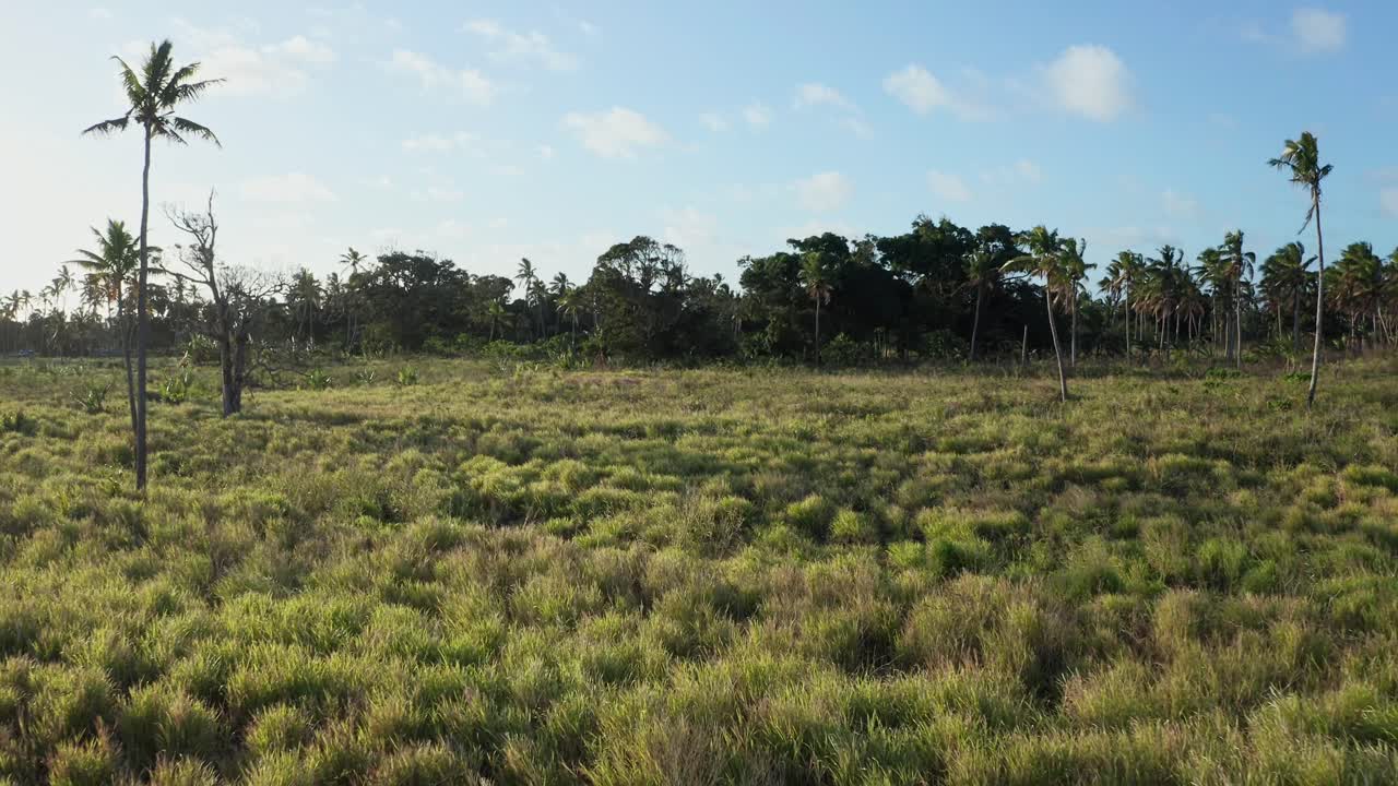 fotografía de un avión no tripulado de hierba verde y palmeras, paisaje de la isla de tonga, polinesia