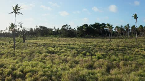 Drohnenaufnahme-Von-Grünem-Gras-Und-Palmen,-Landschaft-Der-Insel-Tonga,-Polynesien