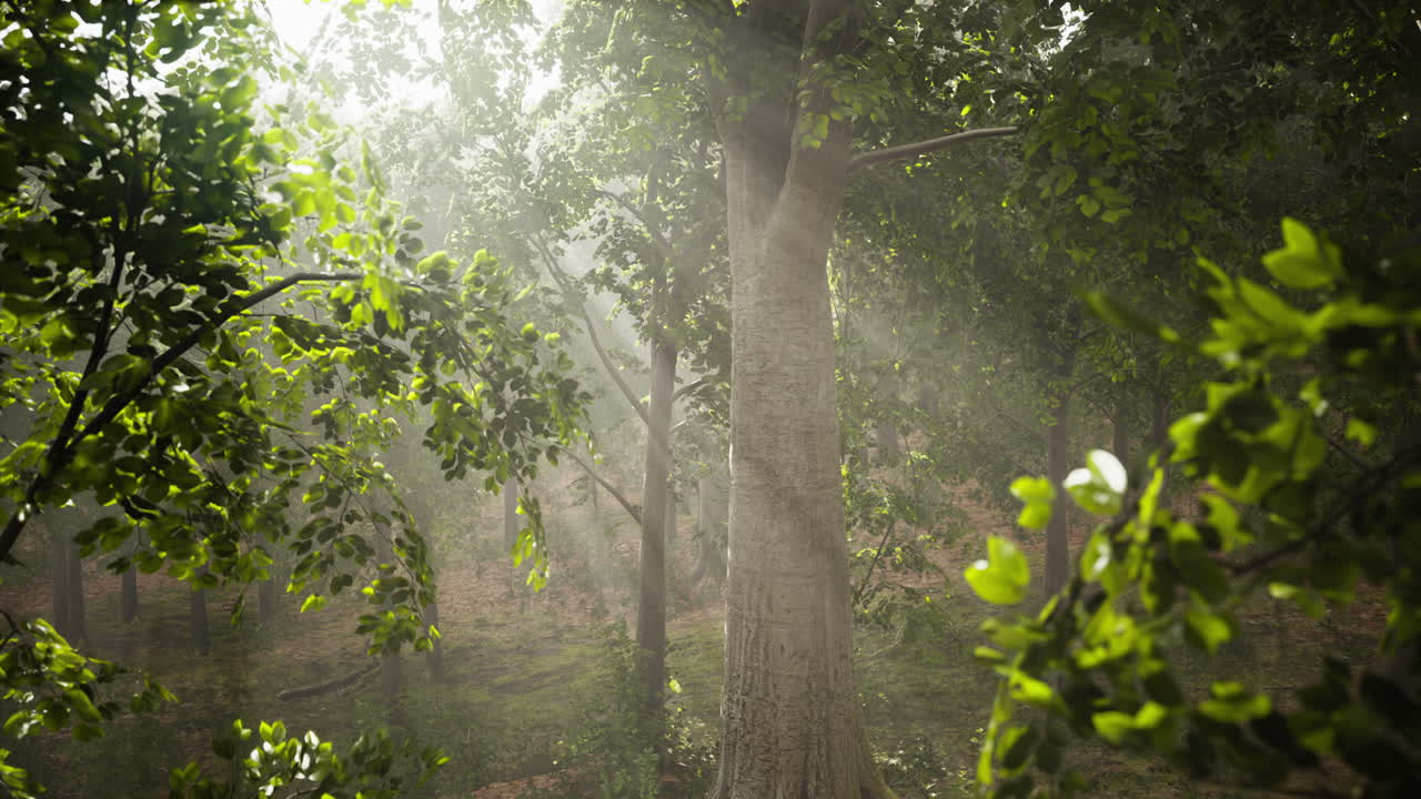 Mystical wood in the foggy morning
