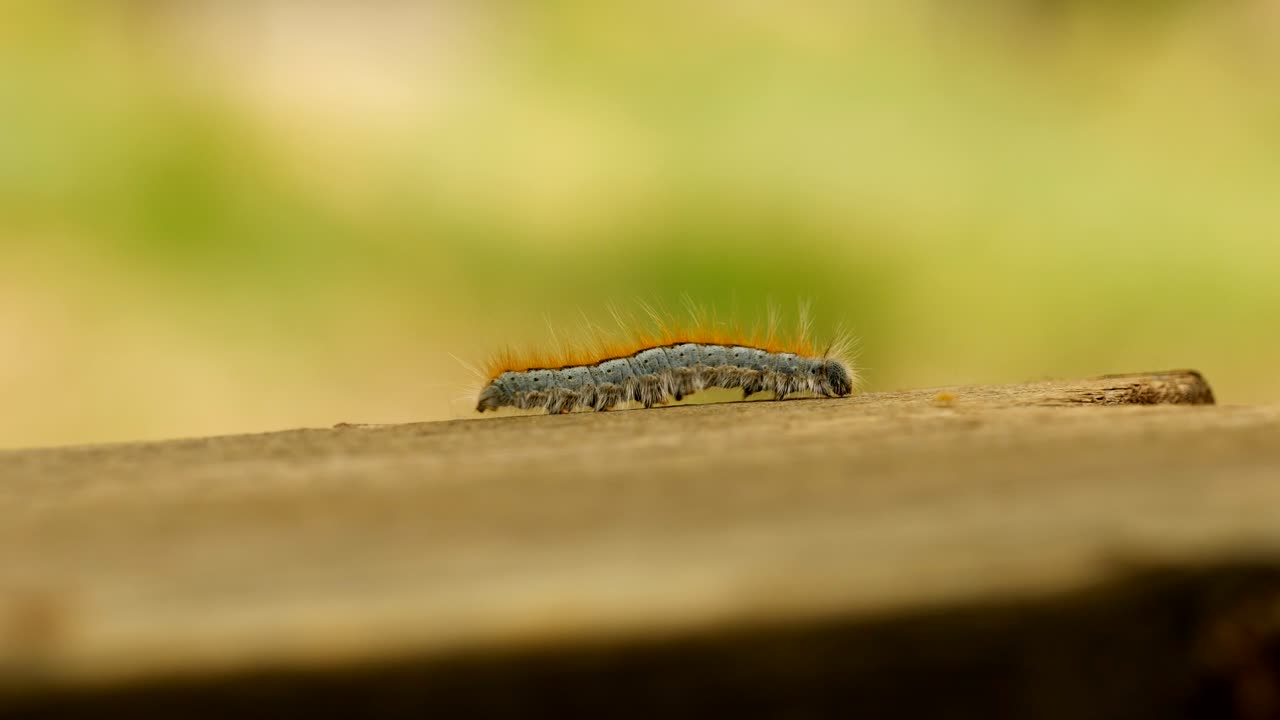 나무 난간을 걷고 있는 서부 텐트 애벌레 나방의 극단적인 매크로 클로즈업 및 극단적인 느린 동작