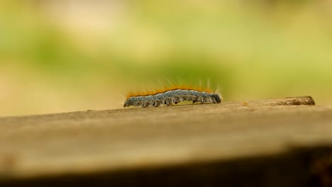 Extreme macro close up and extreme slow motion of a Western Tent Caterpillar moth walking on a wood railing