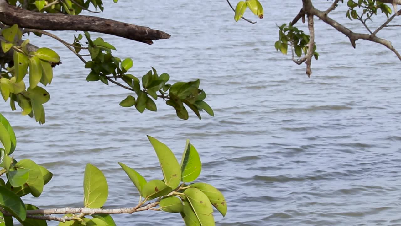 hambantota에 있는 탱크의 잔잔한 물결 전경 녹색 나뭇가지를 통해 밝은 아침의 아름다운 풍경을 통해 정지 비디오 클립