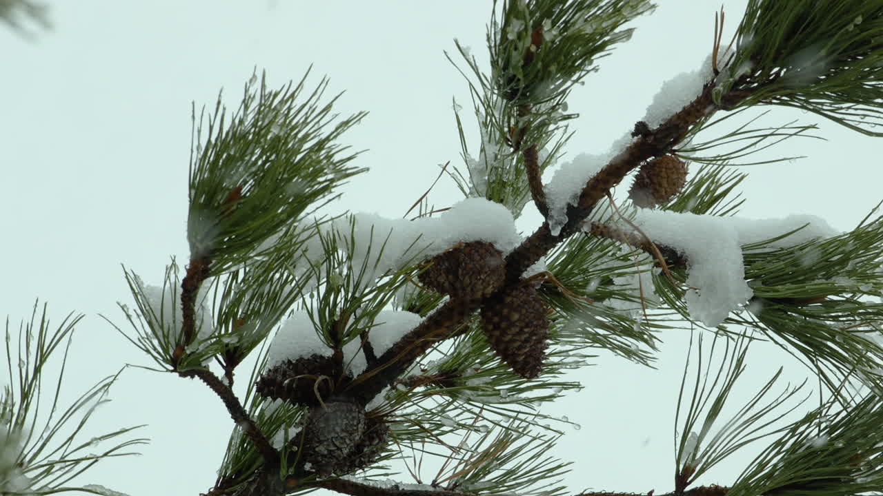 Snow falling on and around beach-side,White Pine evergreen trees, during a winter day in Maine