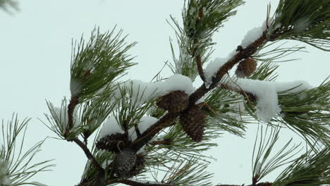 nieve cayendo sobre y alrededor de la playa, pinos blancos siempreverdes, durante un día de invierno en maine