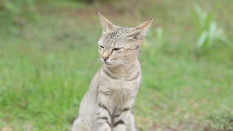 close up gimbal shot of sitting tabby cat looking at rural landscape