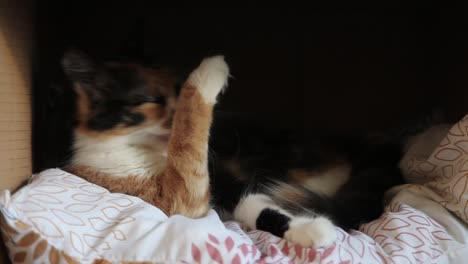 long-haired domestic cat relaxing in her bed and cleaning herself