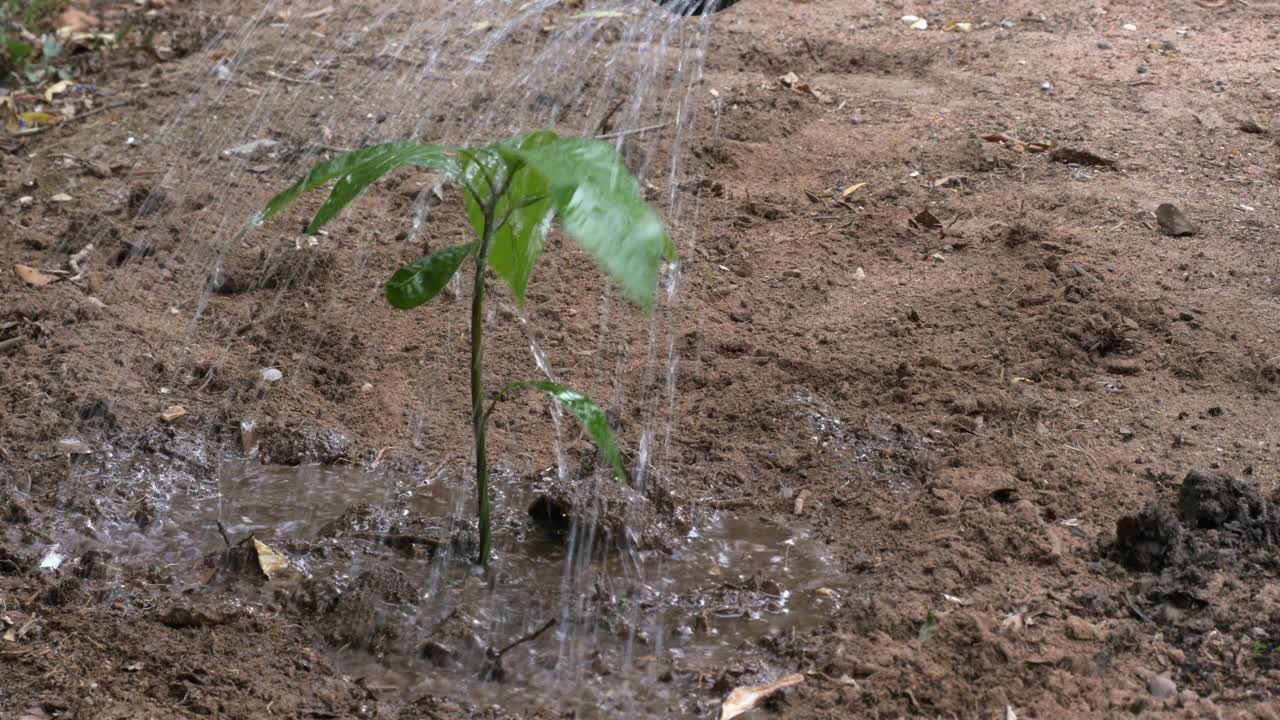 regar un retoño recién plantado como parte de la reforestación