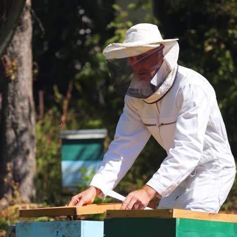 beekeeper holds honey cell with bees