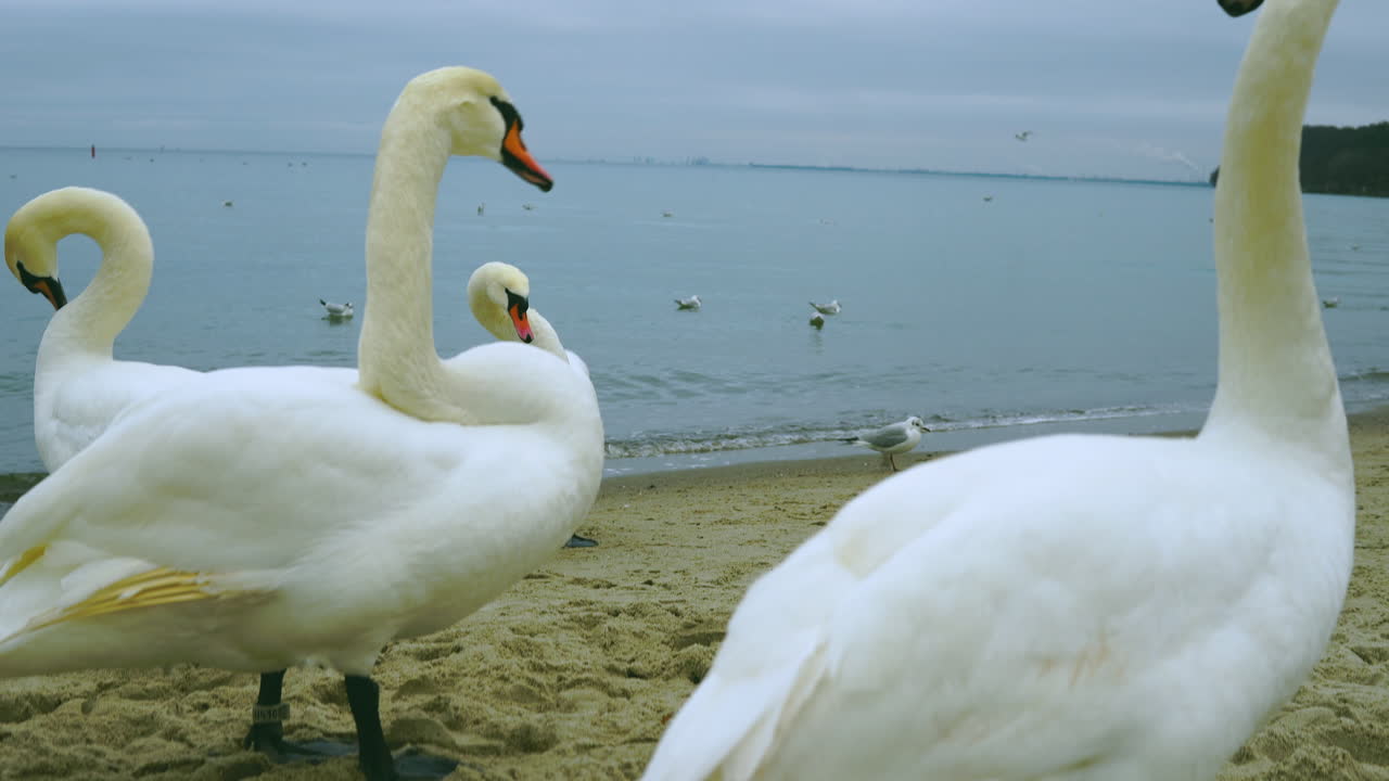 Tilt, Group of swans stand on the beach, close-up